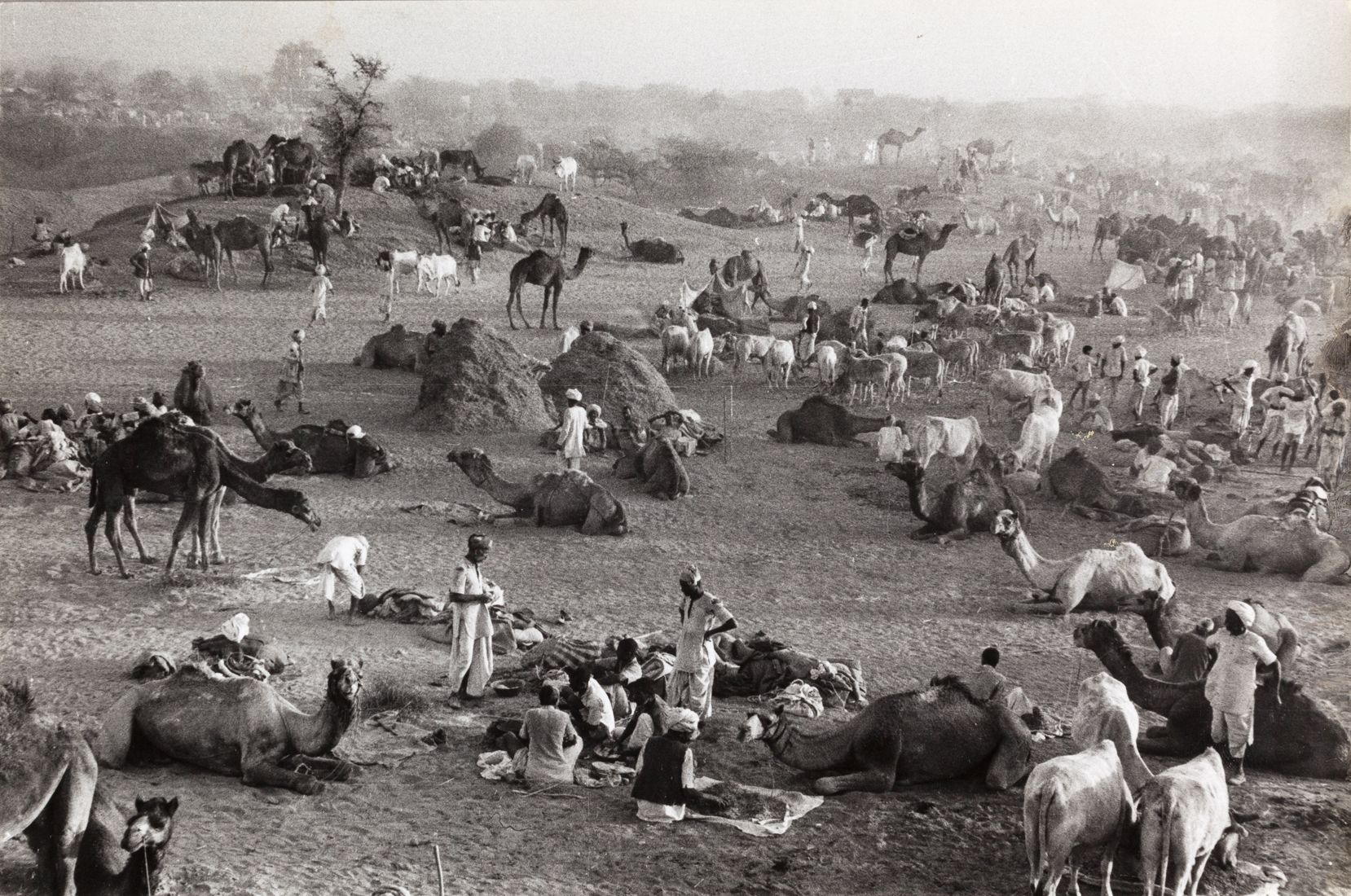 MARC RIBOUD (1923–2016) MARC RIBOUD (1923-2016) | 骆驼市场，纳古尔，拉贾斯坦邦，印度 1956年 | 复古银版&hellip;