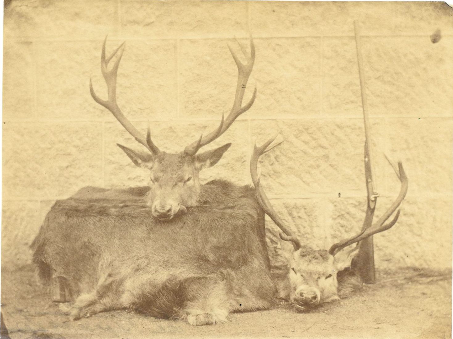 QUEEN VICTORIA / ANONYMOUS PHOTOGRAPHER 维多利亚女王/无名摄影师 | 狩猎战利品，苏格兰1859年 | 4张盐纸印刷品，&hellip;