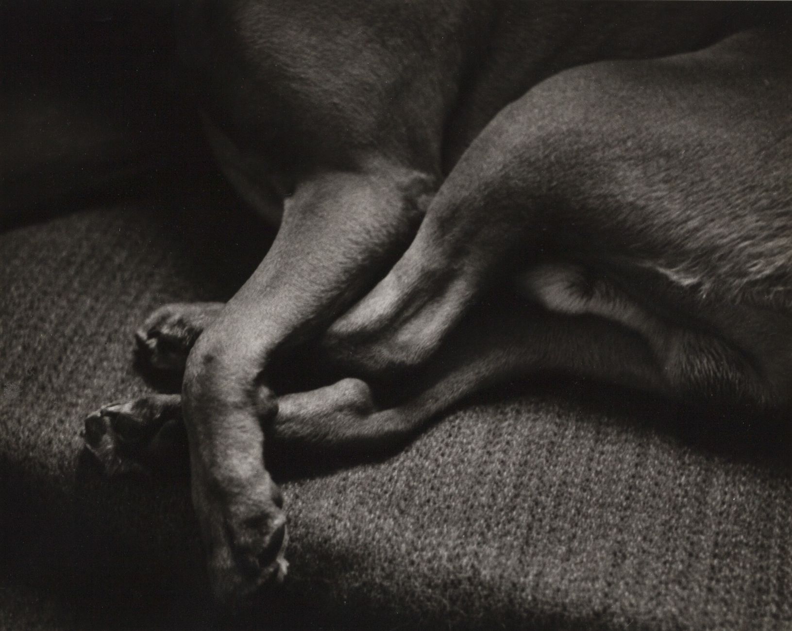 LOTTE MEITNER-GRAF (1899–1973) 
LOTTE MEITNER-GRAF (1899-1973)

Hund auf dem Sof&hellip;