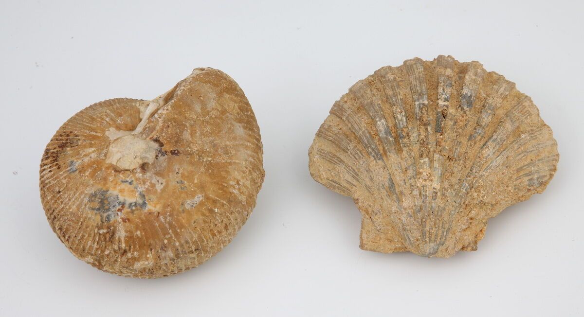 Null 2 FOSSILS

L. 12 cm