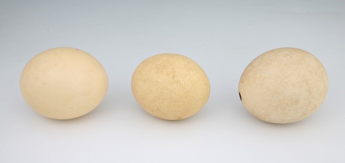 Null 3 Ostrich Eggs