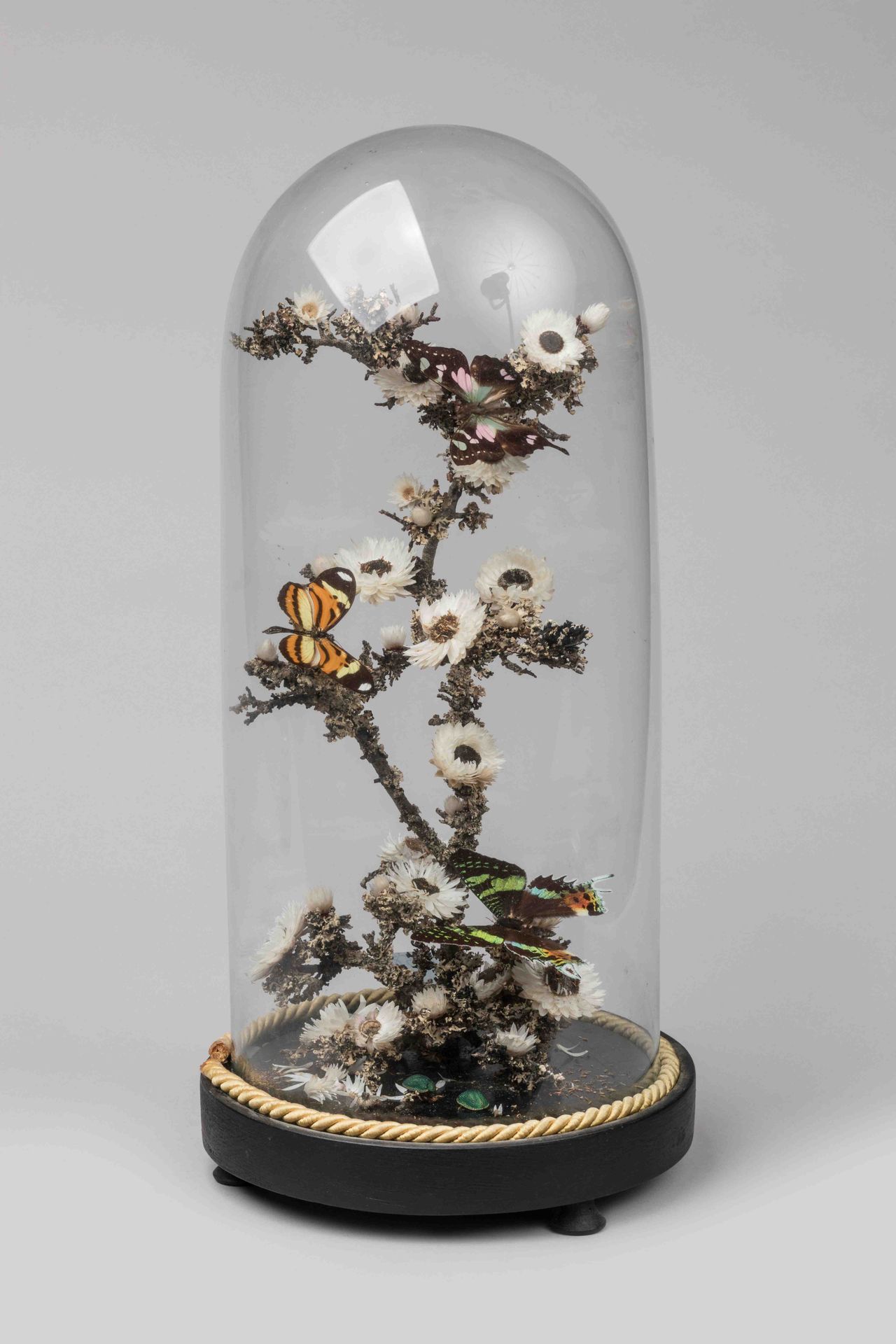 Null DRINK with branching BUTTERFLIES and beetles under glass globe. Circular ba&hellip;