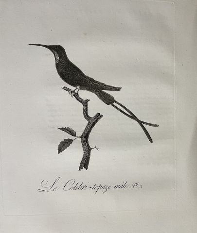 Null AUDEBERT, Jean-Baptiste/ VIEILLOT, Louis-Pierre. Golden birds or birds with&hellip;