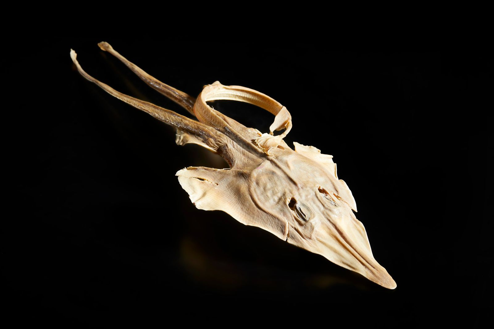 . A wunderkammer taxidermy object, probably a dried sting ray fish .. Oggetto di&hellip;