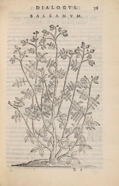 Null * [Livre du XVIe siècle]. ALPINUS (Prosper). De medicina Aegyptiorum, libri&hellip;