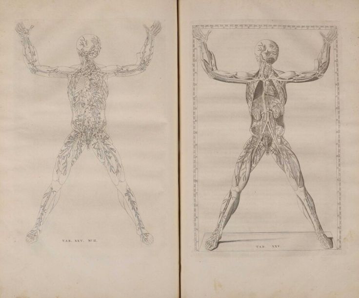 Null ALBINUS (Bernhard Siegfried). Explicatio tabularum anatomicarum Bartholomae&hellip;