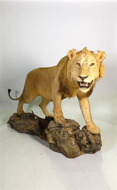Null Lion d'Afrique (Panthera leo) (IIB) : spécimen naturalisé en entier gueule &hellip;