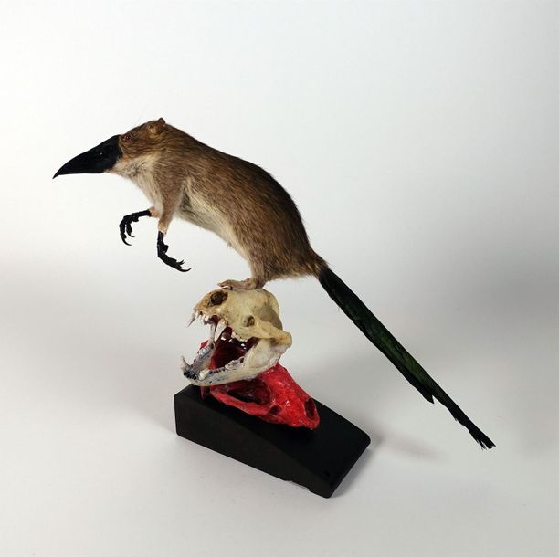 Null Chimère "Ratpivore le prédator" composée du corps d'un Rat noir (Rattus rat&hellip;