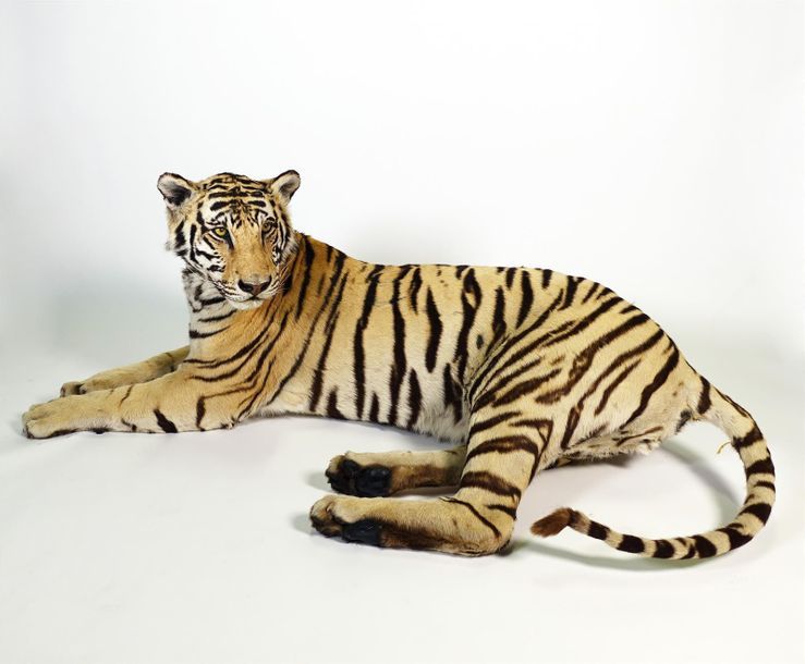 Null Tigre (Panthera tigris) (I/A) (Pucé) : magnifique spécimen en phase semi-al&hellip;