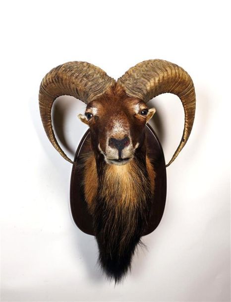 Null Mouflon d'Europe (Ovis ammon) (CH) : tête naturalisée sur écusson.
Haut. To&hellip;