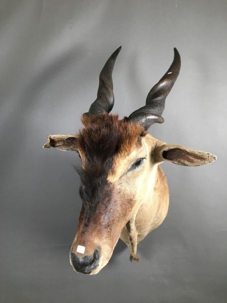 Null Elan du Cap (Taurotragus oryx) (CH) : tête en cape 


Tête naturalisée (têt&hellip;