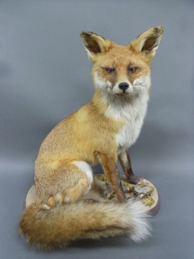 Null 红狐（Vulpes vulpes）（CH）：宏伟的归化标本在沙盘上的坐姿