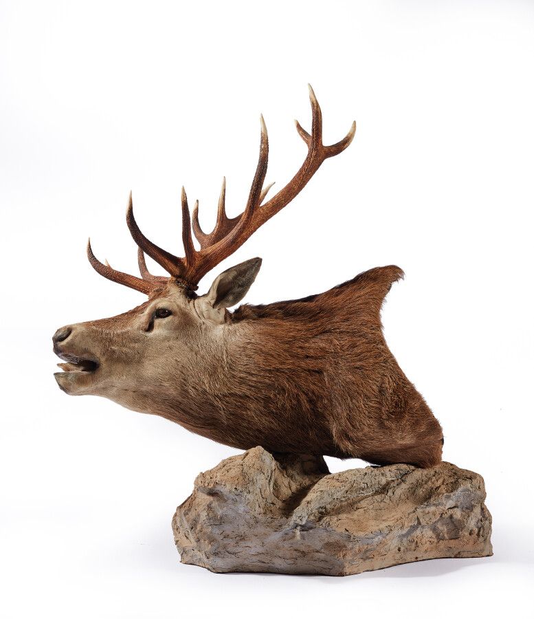 Null Red deer (Cervus elaphus) (CH): naturalized head of a specimen in a brâme a&hellip;