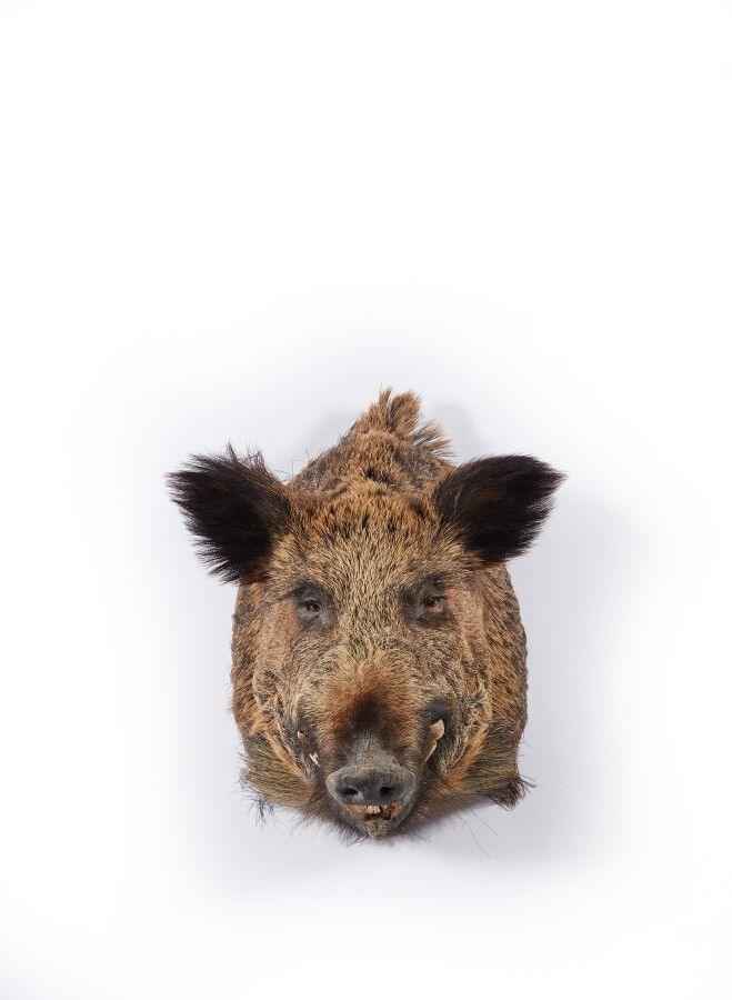 Null 欧洲野猪（Sus scrofa）（CH）：张嘴的归化标本的头在披风中