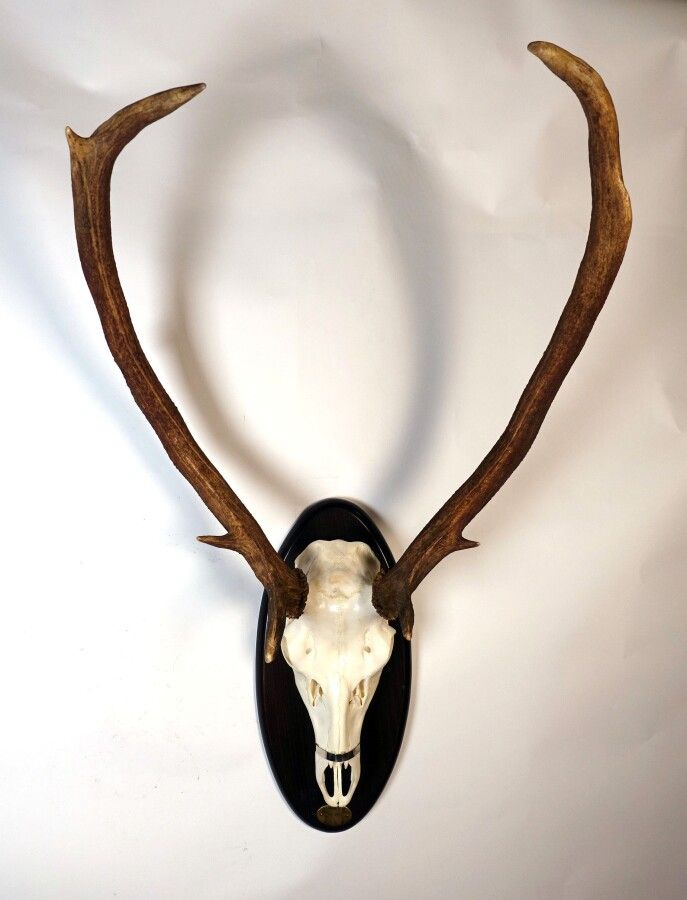 Null 红鹿（Cervus elaphus）（CH）：杀死一个有7个角的老标本，安装在一个徽章上

2015年摄于西班牙