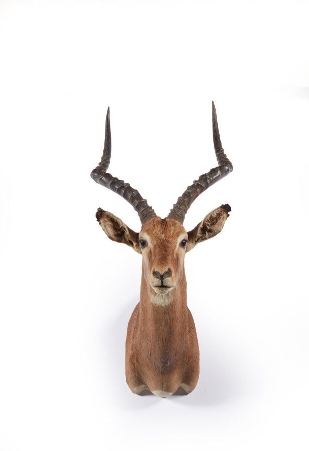 Null Impala (Aepyceros melampus) (CH) : tête en cape