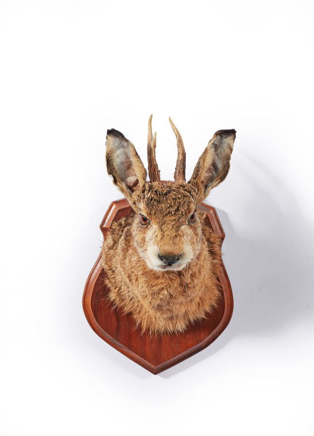 Null 由欧洲野兔（Lepus europaeus）（CH）的头和欧洲狍（Capreolus capreolus）（CH）的鹿角制成的奇美拉，在美国称为 "豺&hellip;