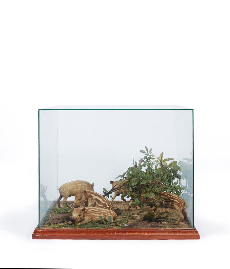 Null Vitrine figurant un diorama (milieu reconstitué) comprenant six Sanglier d'&hellip;