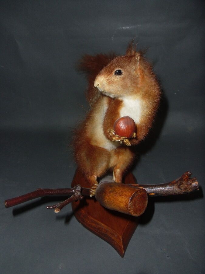 Null Red squirrel (Sciurus vulgaris) (EC) : old naturalized specimen holding a n&hellip;