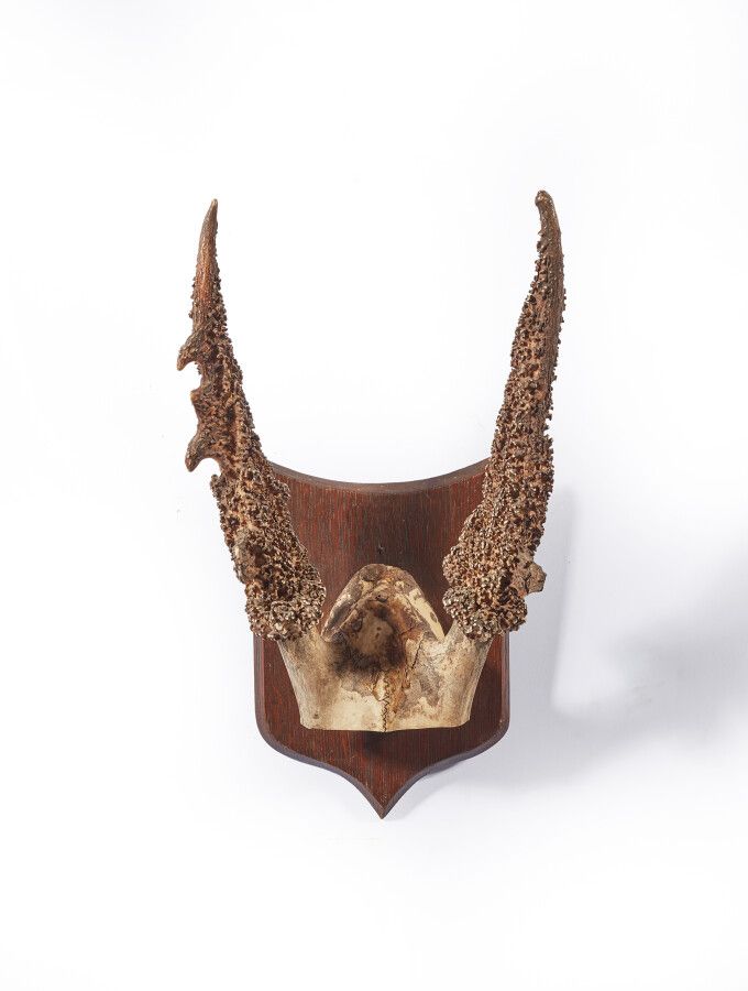 Null Red deer (Cervus elaphus) (CH): frontal mounted on escutcheon with nice hor&hellip;