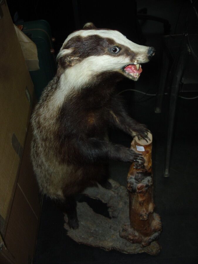 Null European badger (Meles meles) (CH): naturalized specimen in bipedal station&hellip;
