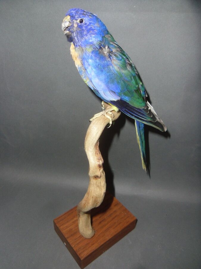 Null Banded splendid parakeet (Neophema splendida) (II/B) : beautiful sea-blue m&hellip;