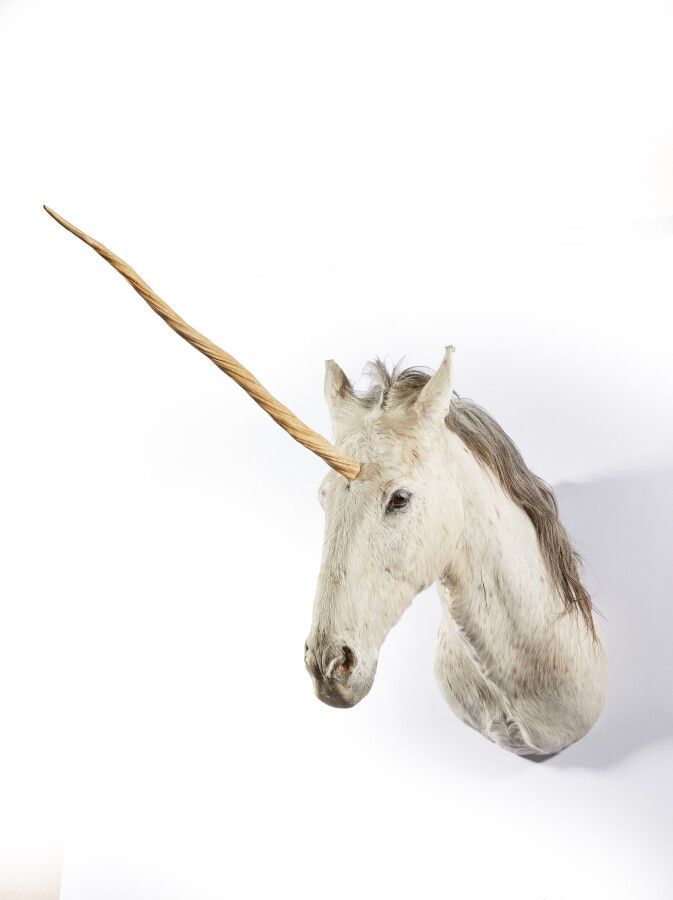 Null Unicorn head made from a naturalized head of domestic horse (Equus caballus&hellip;