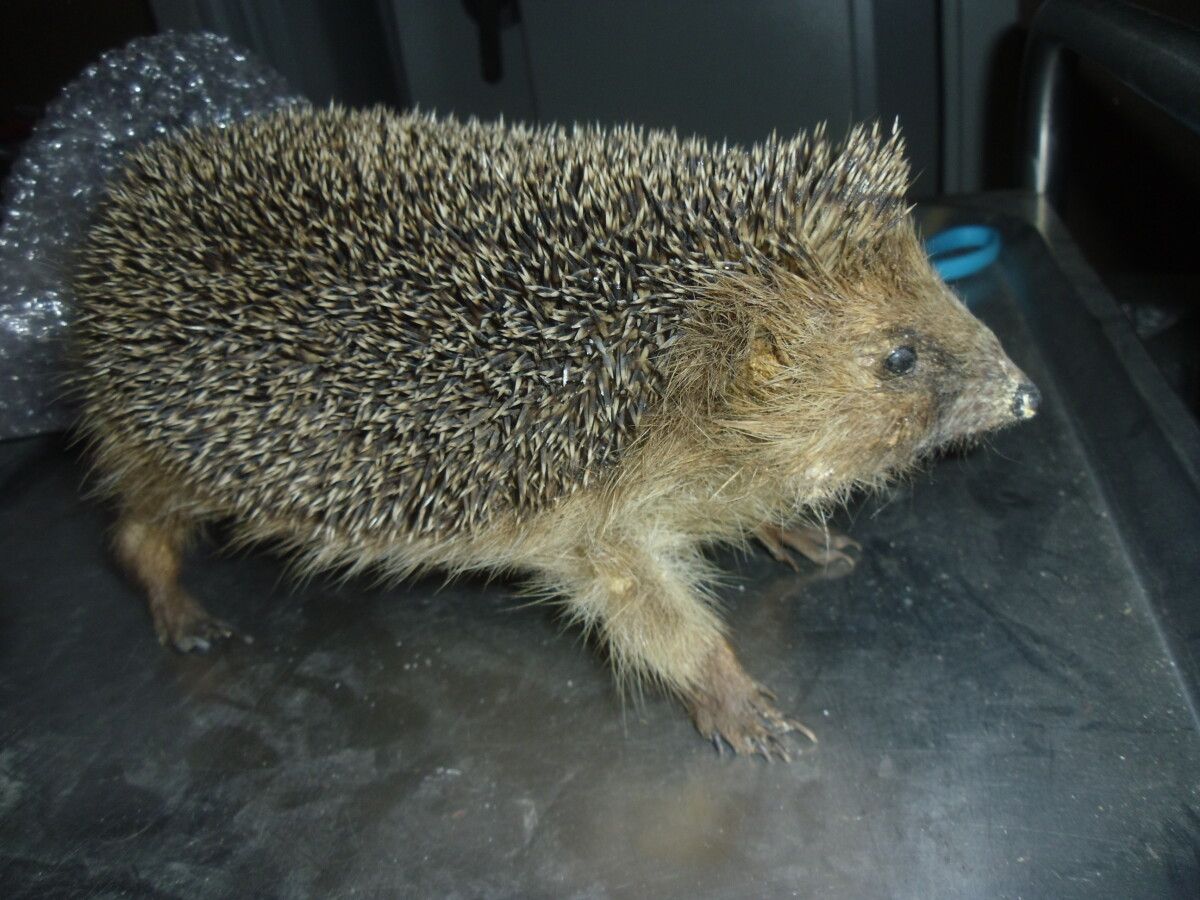 Null European hedgehog (Erinaceus europaeus) (EC): old naturalized specimen with&hellip;