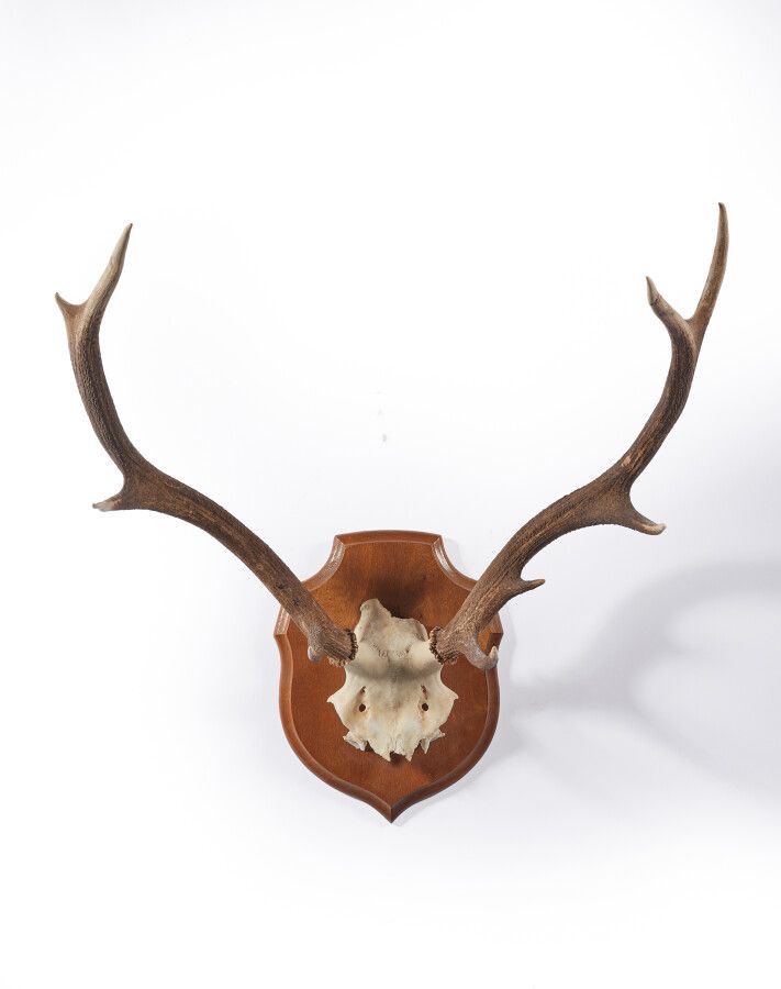 Null Red deer (Cervus elaphus) (CH): front of a specimen with 9 horns mounted on&hellip;