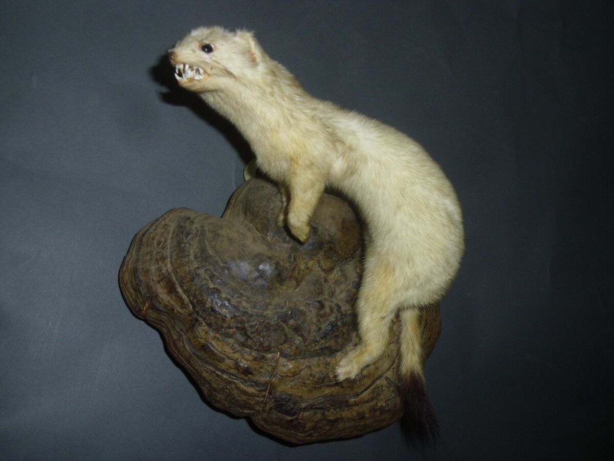 Null 白鼬（Mustela erminea）（CH）：冬期归化的老标本，张开嘴，真牙寄生在蘑菇上。



1980年以前入籍的人