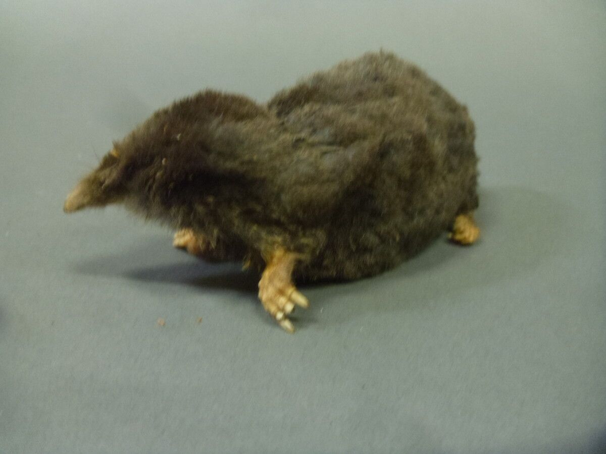 Null Mole (Talpa europaea) (NR): old naturalized specimen without base