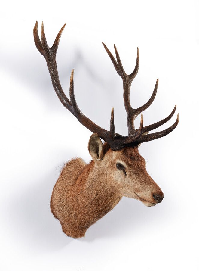 Null 红鹿（Cervus elaphus）（CH）：一个美丽的雄性鹿的披肩头，有大约12个角，有美丽的对称性的战利品。