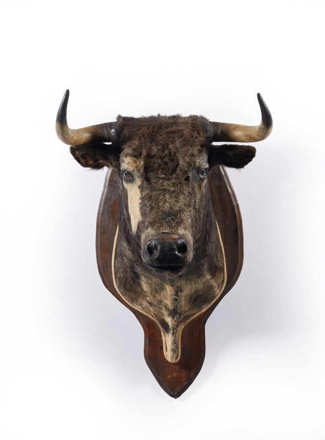 Null Domestic bull (Bos taurus domesticus) (D) : beautiful naturalized head on a&hellip;