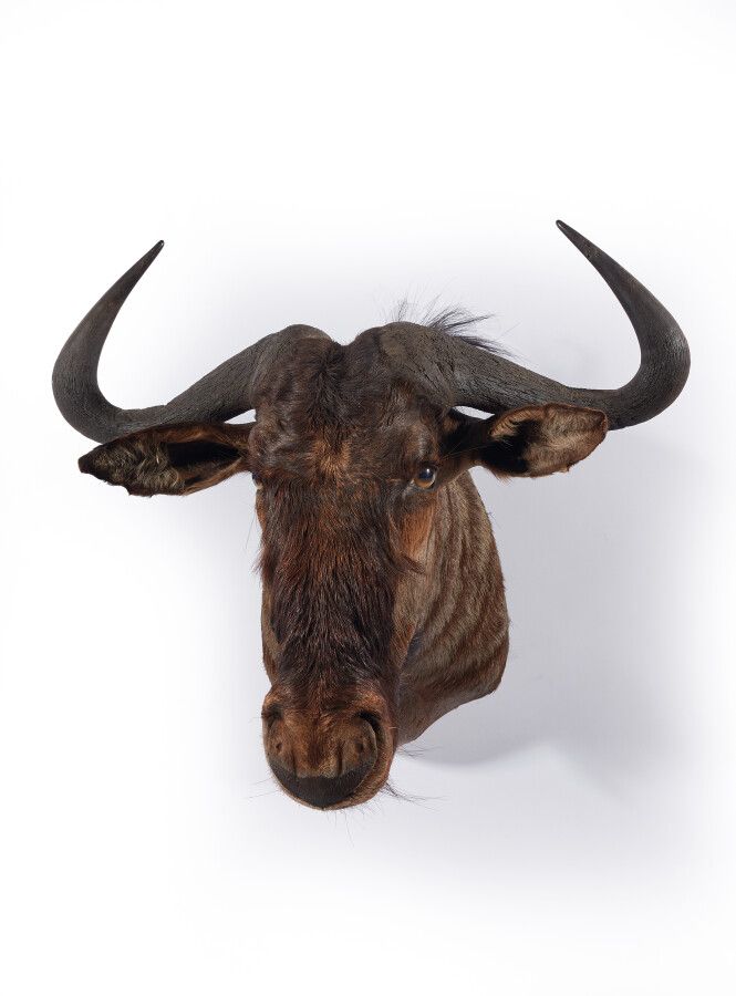 Null Blue wildebeest (Connochaetes taurinus) (CH) : head in cape