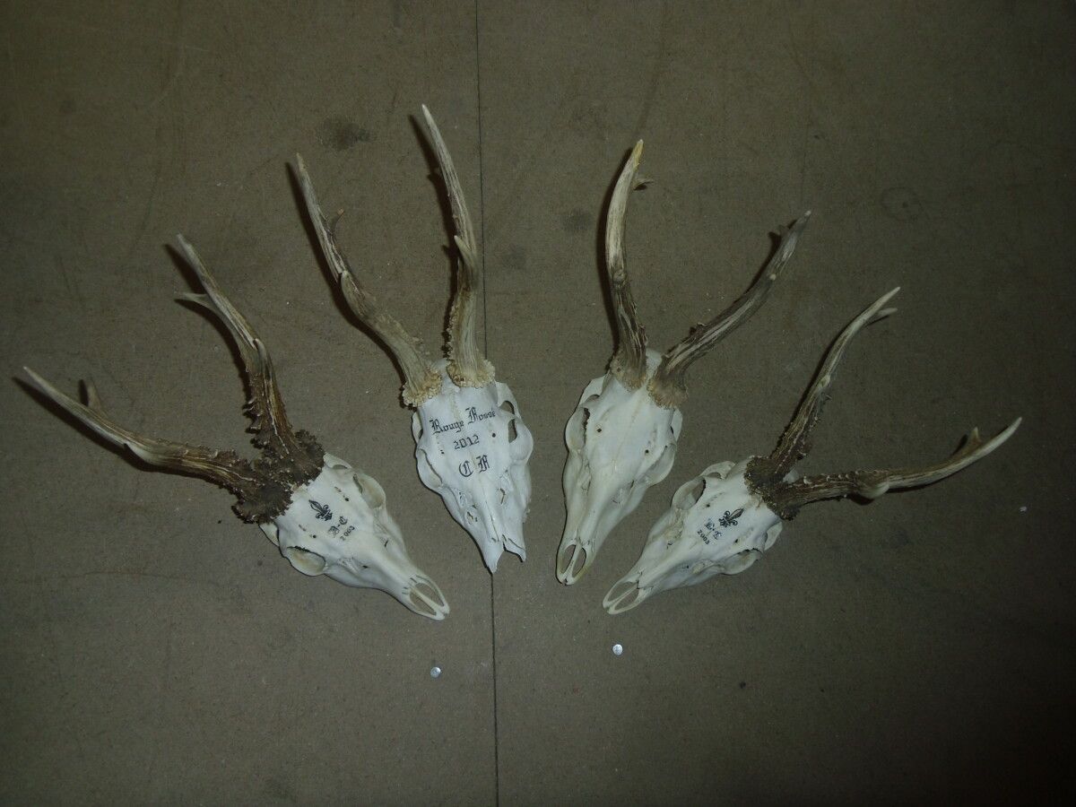 Null 欧洲狍（Capreolus capreolus）（CH）：一批带鹿角的猎物