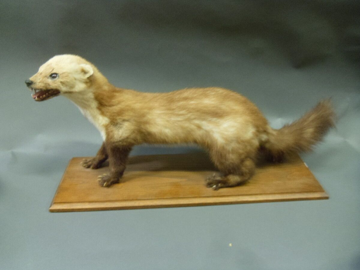 Null Weasel (Foina foina) (CH) : old naturalized specimen with open mouth and re&hellip;