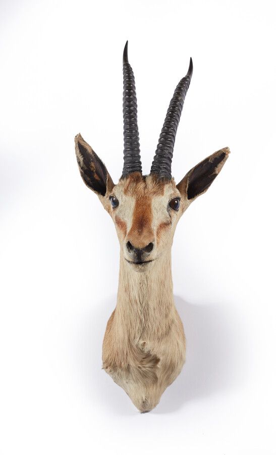 Null Thomson's Gazelle (Gazella thomsonii) (CH) : head in old cloak, in the stat&hellip;