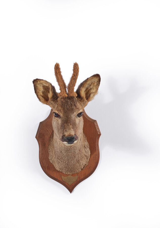 Null European roe deer (Capreolus capreolus) (CH): naturalized head of a velvet &hellip;