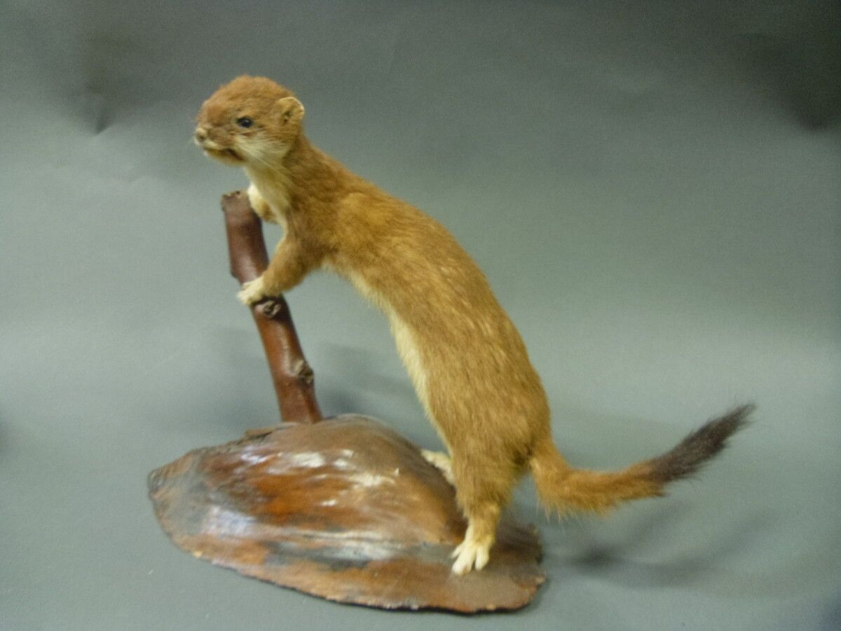 Null 鼬鼠（Mustela erminea）（CH）：古老的归化标本在树枝上的双足站立。

1980年以前入籍的人