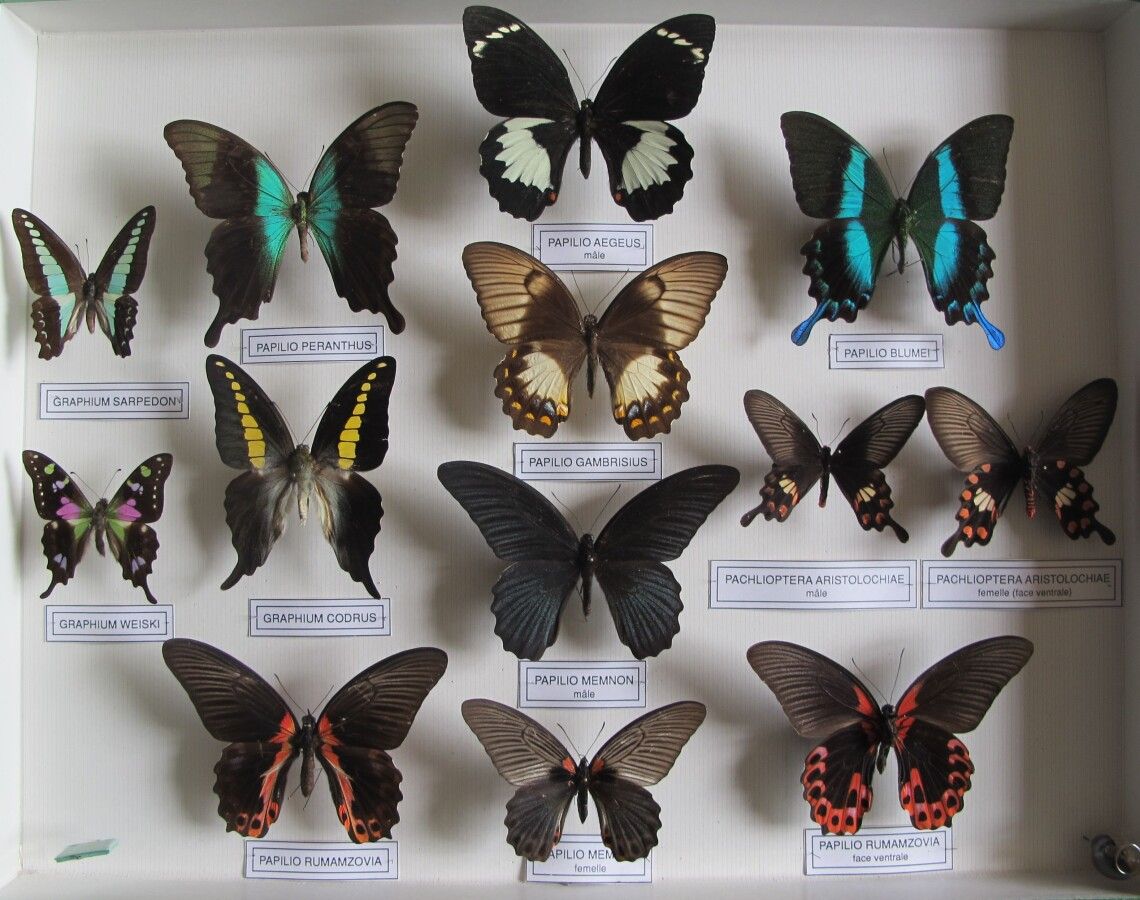 大型玻璃昆虫箱，内有13件异国昼伏夜出的鳞翅目动物标本，包括Papilio