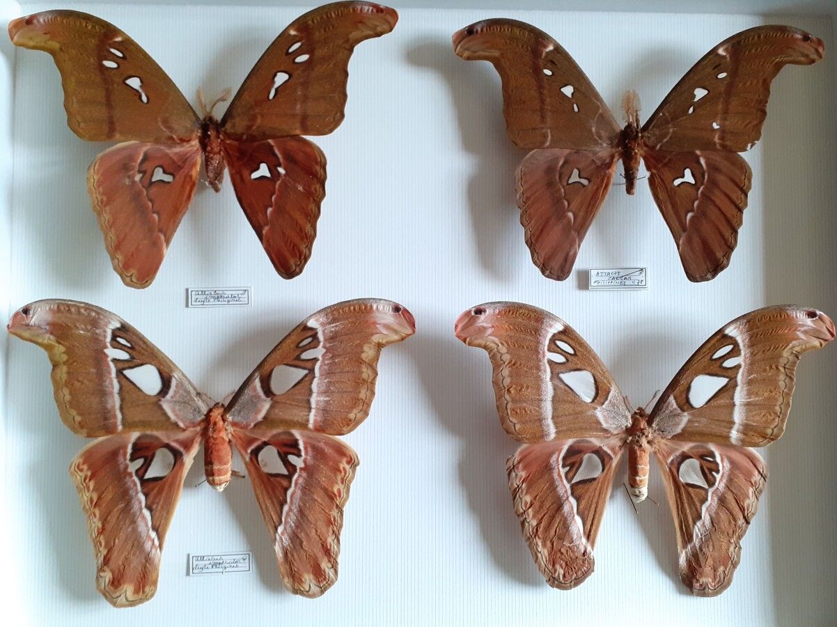 大型玻璃昆虫箱，内有4件异国夜行性鳞翅目昆虫Attacus imperator雄性和