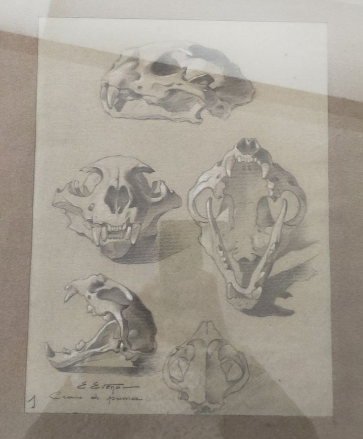 Null EVENO Edouard (1884)

Crânes de puma

Crayon noir et craie blanche