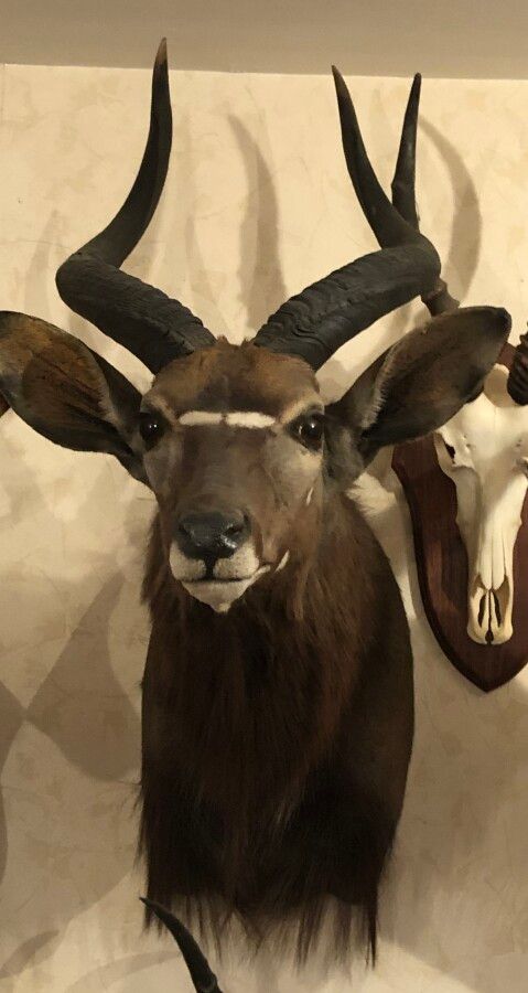 Null Nyala (Tragelaphus angasi) (CH): head in cape