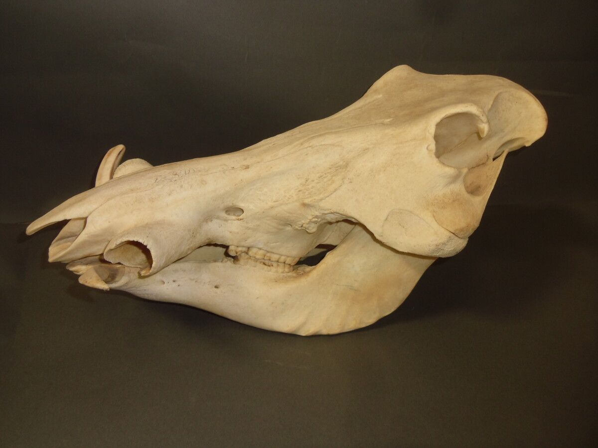 Null Phacochère d'Afrique (Phacochoerus aethiopicus) (CH) : crâne avec mandibule&hellip;
