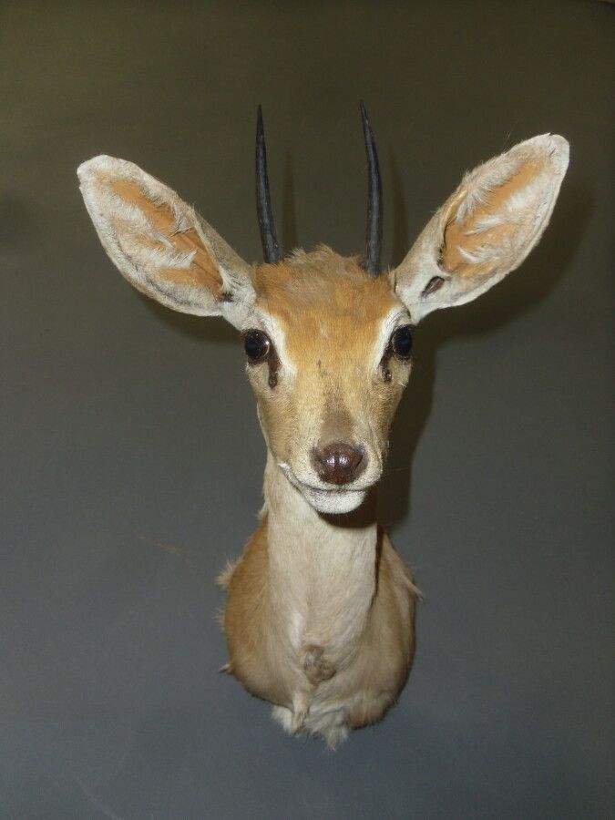 Null Steenbok（Raphicerus campestris）（CH）：头部在披风中