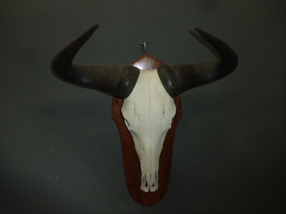 Null Blue wildebeest (Connochaetes taurinus) (CH) : massacre mounted on crest
