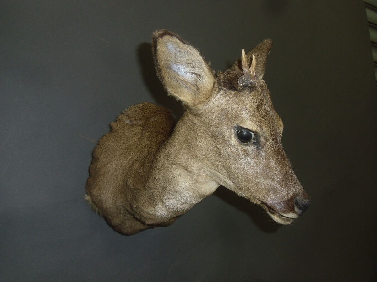 Null European roe deer (Capreolus capreolus) (CH): head in cape with early antle&hellip;