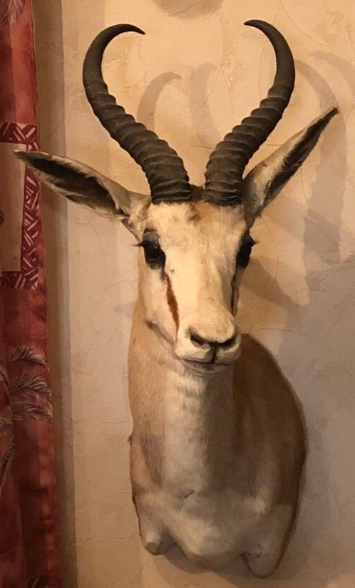 Null Springbok gazelle (Antidorcas marsupialis) (CH) : head in cape