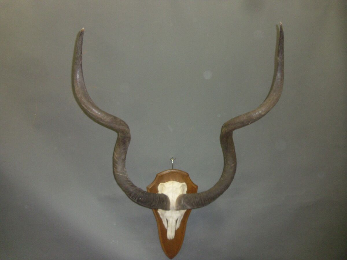 Null Greater kudu (Tragelaphus strepsiceros) (CH): uccisione montata su scudo co&hellip;