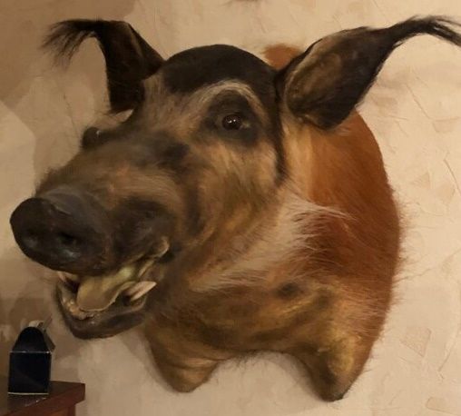 Null Afrikanisches Buschschwein (Potamochoerus porcus) (CH): Kopf im Umhang

200&hellip;